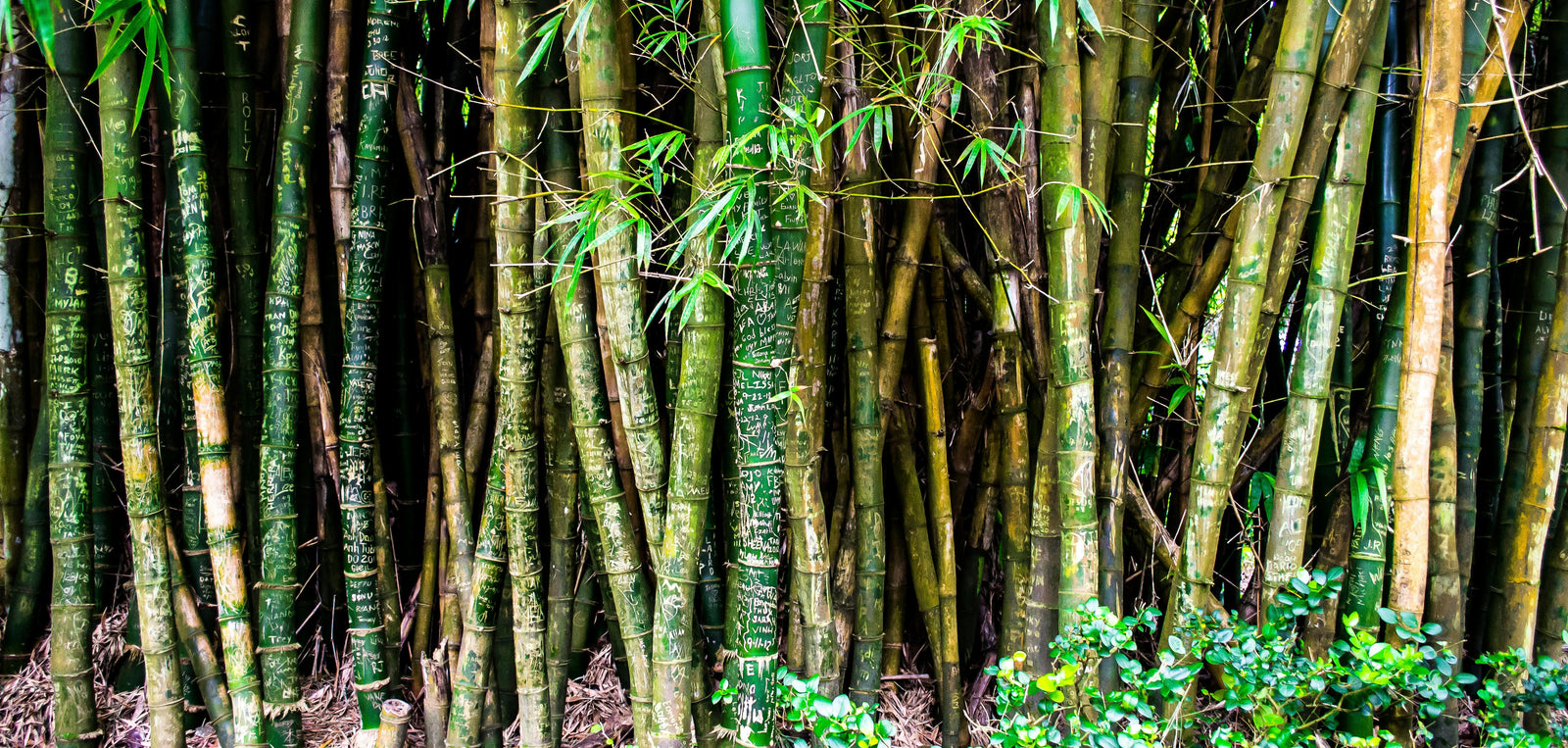 Bamboo